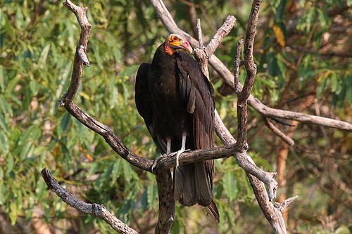 Lesser yellow-headed vulture